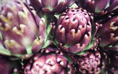 É tempo de Alcachofra!